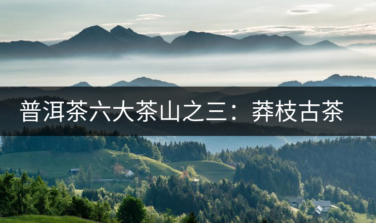 普洱茶六大茶山之三:莽枝古茶山 普洱茶六大茶山之三:莽枝古茶山