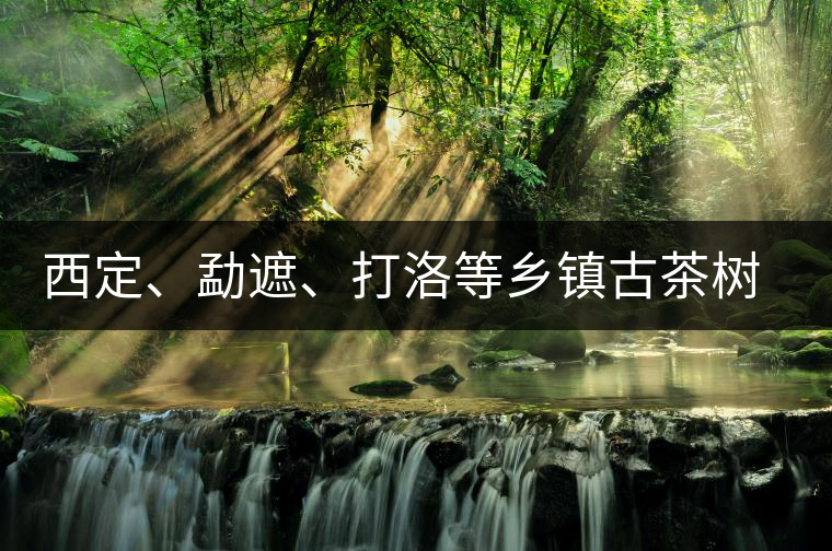 西定、勐遮、打洛等鄉(xiāng)鎮(zhèn)古茶樹資源