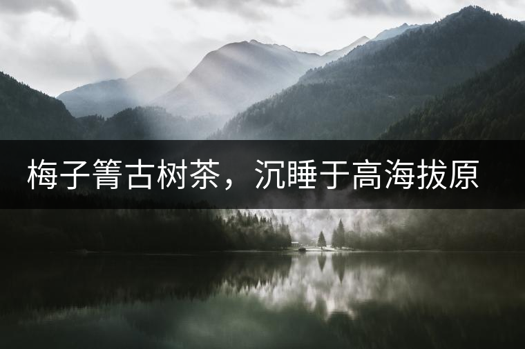 梅子箐古樹(shù)茶，沉睡于高海拔原生態(tài)的冰甜美人