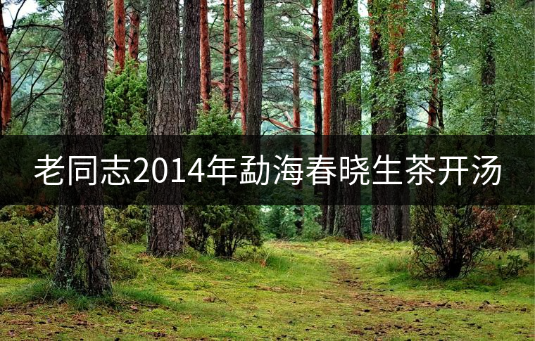 老同志2014年勐海春曉生茶開(kāi)湯 老同志2014年勐海春曉生茶開(kāi)湯