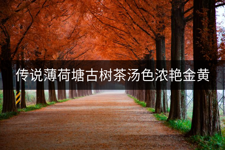 傳說(shuō)薄荷塘古樹茶湯色濃艷金黃 傳說(shuō)薄荷塘古樹茶湯色濃艷金黃