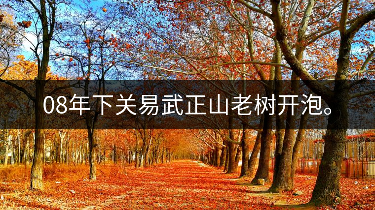 08年下關(guān)易武正山老樹開泡。