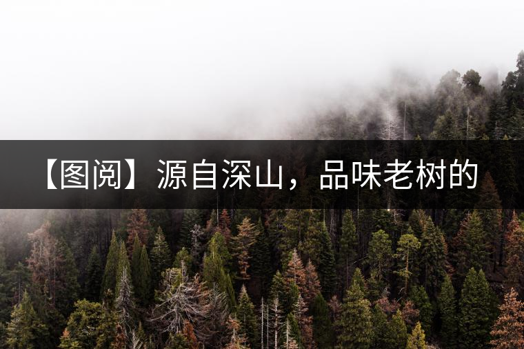 【圖閱】源自深山，品味老樹(shù)的味道