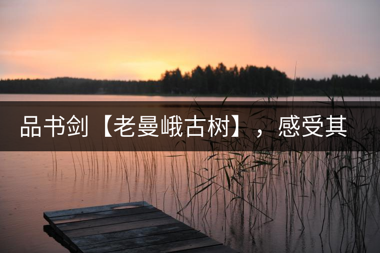 品書劍【老曼峨古樹】，感受其霸道苦韻