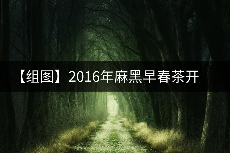 【組圖】2016年麻黑早春茶開湯 【組圖】2016年麻黑早春茶開湯