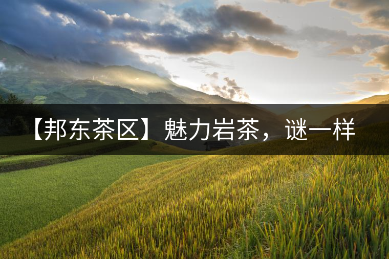 【邦東茶區(qū)】魅力巖茶，謎一樣的邦東！