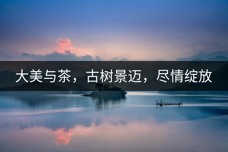 大美與茶，古樹景邁，盡情綻放