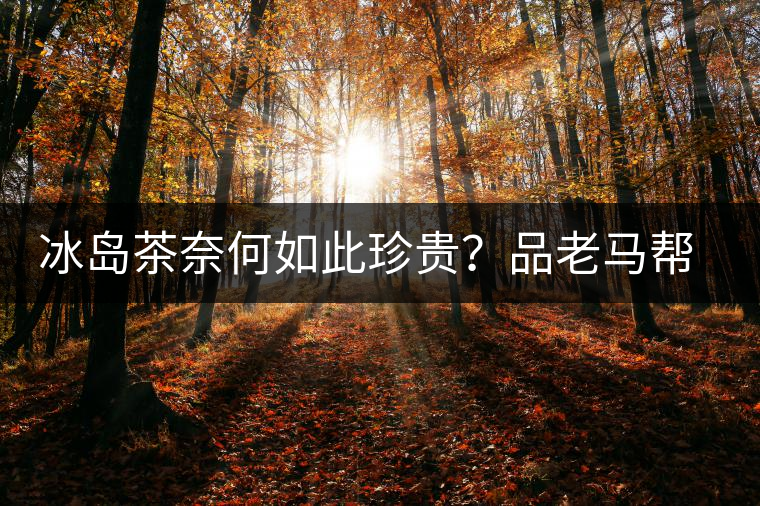 冰島茶奈何如此珍貴？品老馬幫之“冰島老寨”，答案在這里！