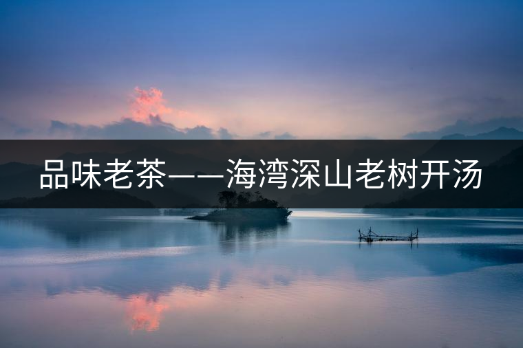 品味老茶——海灣深山老樹(shù)開(kāi)湯