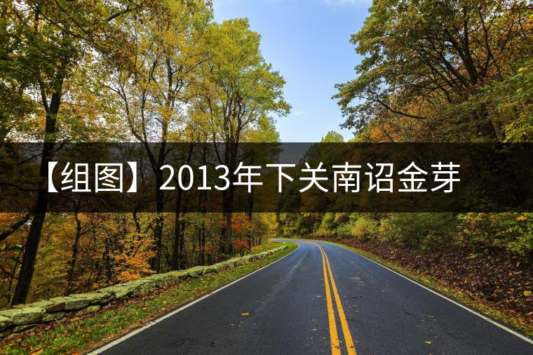 【組圖】2013年下關(guān)南詔金芽沱茶開(kāi)湯