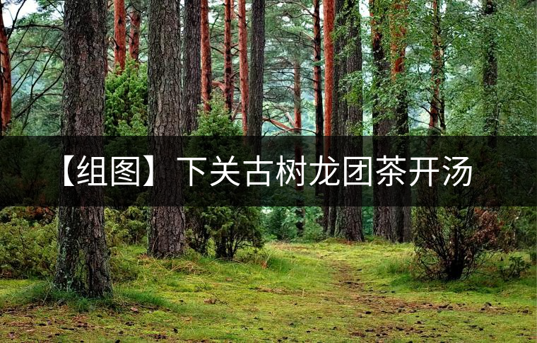 【組圖】下關古樹龍團茶開湯 【組圖】下關古樹龍團茶開湯