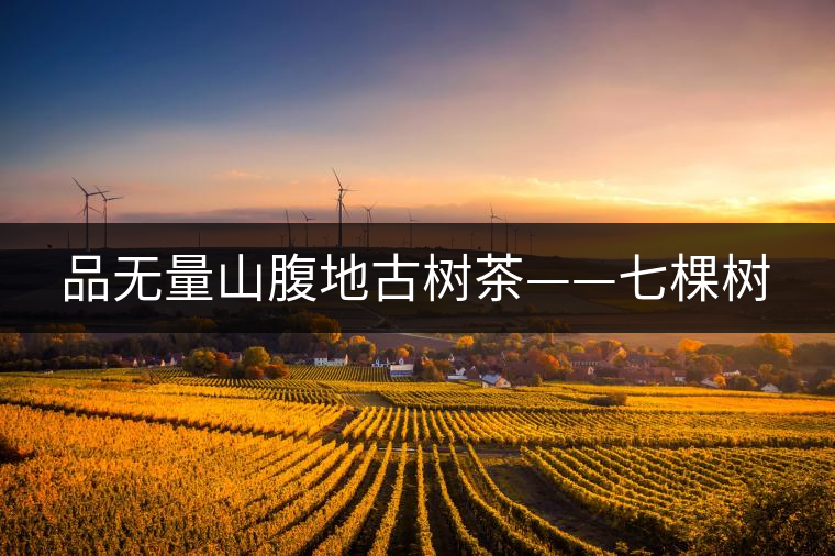 品無量山腹地古樹茶——七棵樹