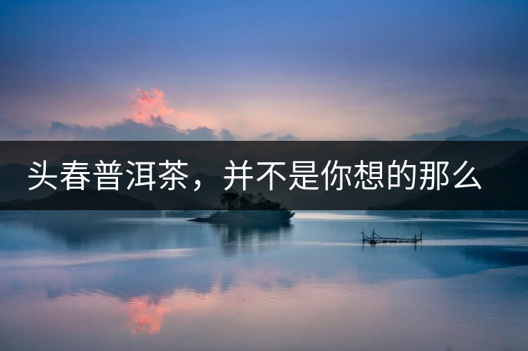 頭春普洱茶，并不是你想的那么好