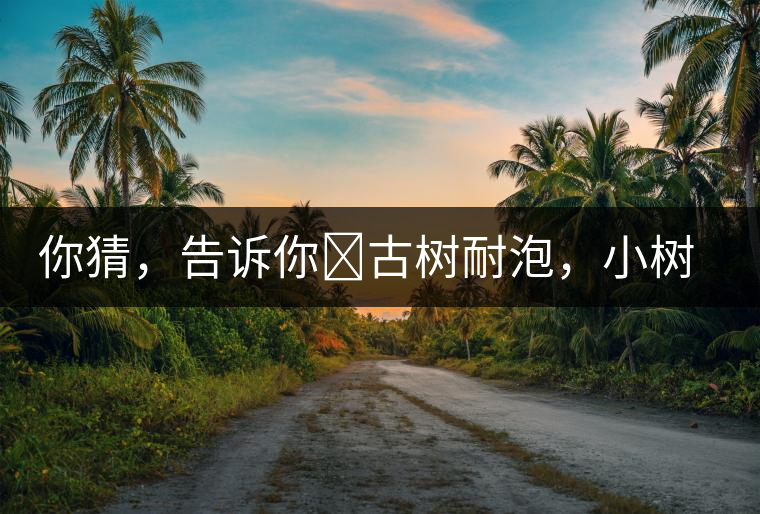 你猜，告訴你?古樹耐泡，小樹、臺地不耐泡都是什么心理？