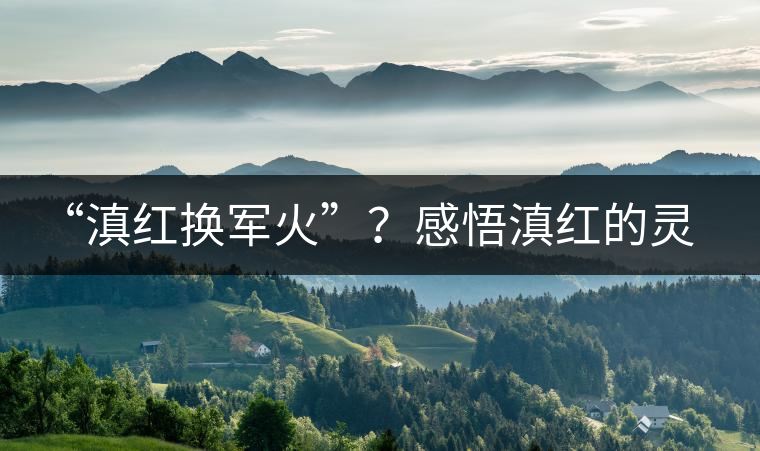 “滇紅換軍火”？感悟滇紅的靈與性！