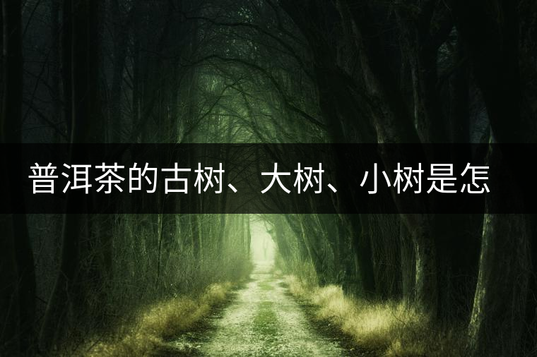 普洱茶的古樹、大樹、小樹是怎樣劃分的？