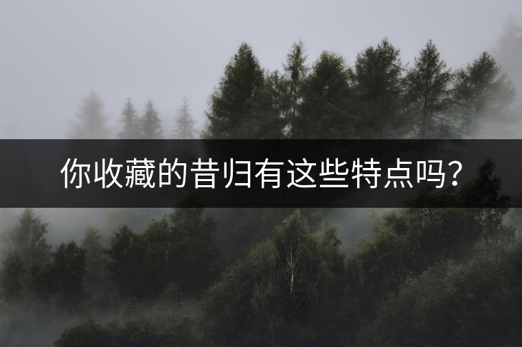 你收藏的昔歸有這些特點(diǎn)嗎？