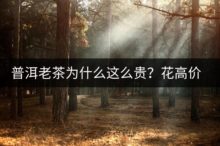 普洱老茶為什么這么貴？花高價買值嗎？