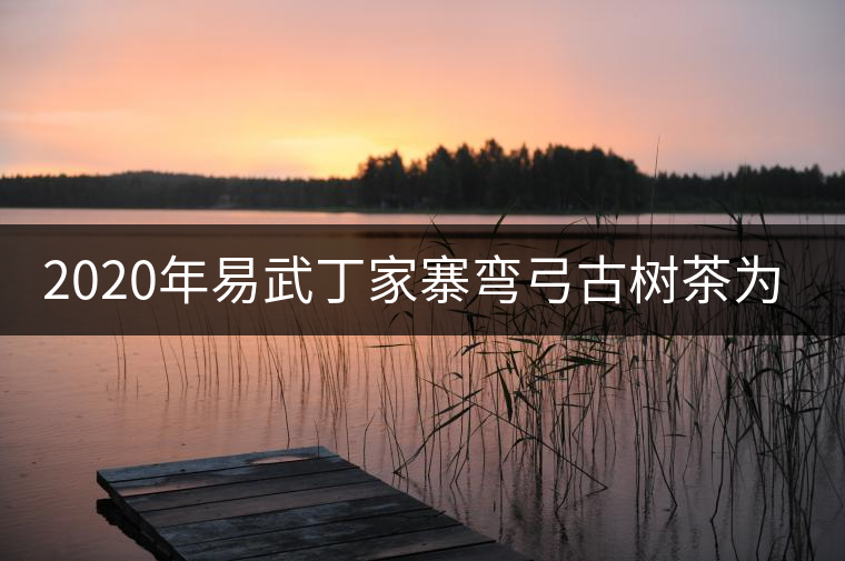 2020年易武丁家寨彎弓古樹茶為什么這么受追捧！