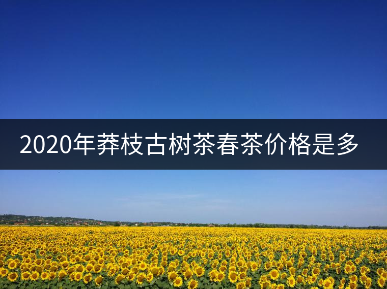2020年莽枝古樹茶春茶價(jià)格是多少錢？