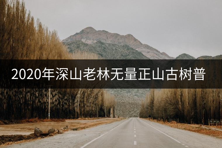 2020年深山老林無量正山古樹普洱茶特點