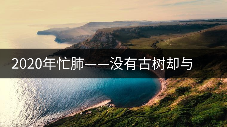 2020年忙肺——沒有古樹卻與冰島、昔歸齊名的普洱茶