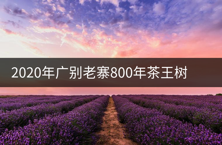 2020年廣別老寨800年茶王樹單株頭采實(shí)錄 2020年廣別老寨800年茶王樹單株頭采實(shí)錄