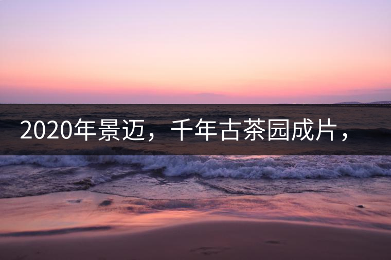 2020年景邁，千年古茶園成片，蘭花香堪稱一絕！