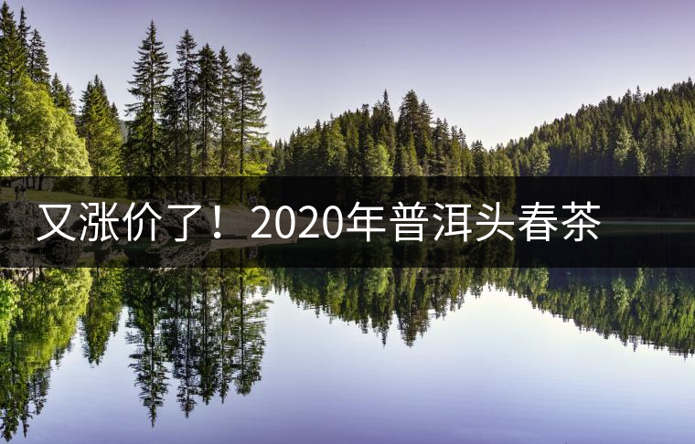 又漲價了！2020年普洱頭春茶同比減產(chǎn)50%，導致微小區(qū)域價格上浮