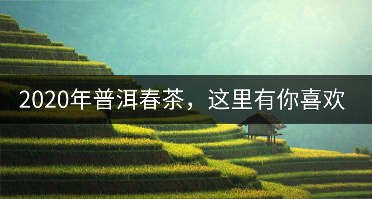 2020年普洱春茶，這里有你喜歡的山頭嗎？