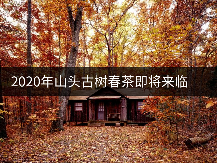 2020年山頭古樹春茶即將來臨，開啟山頭茶的既然是它
