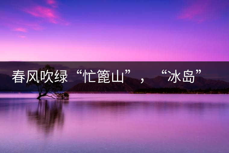 春風(fēng)吹綠“忙篦山”，“冰島”“老寨”春茶香