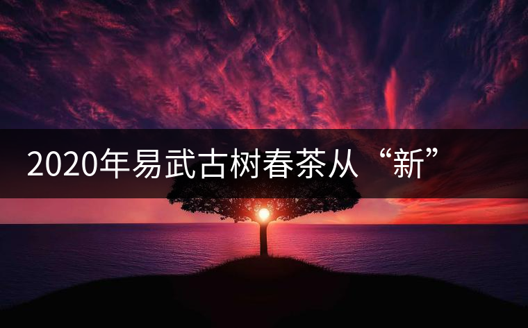 2020年易武古樹春茶從“新”到“老”，如何完成蛻變的？