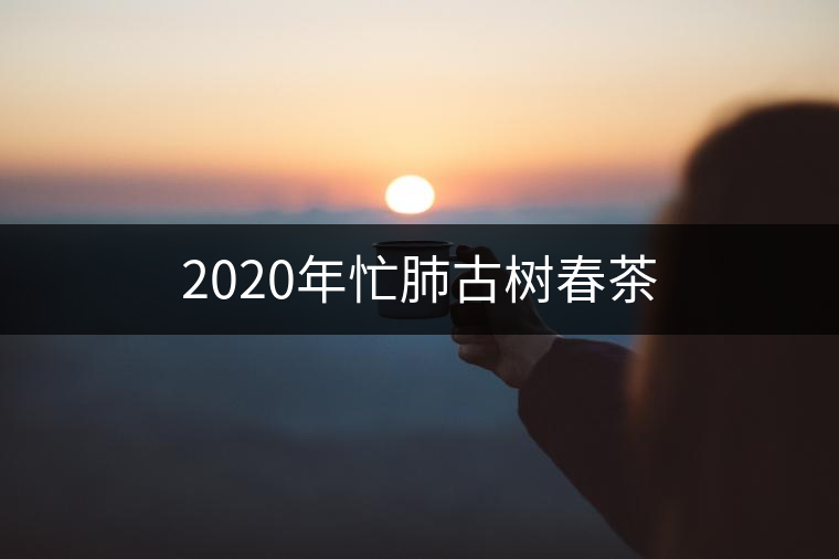 2020年忙肺古樹(shù)春茶