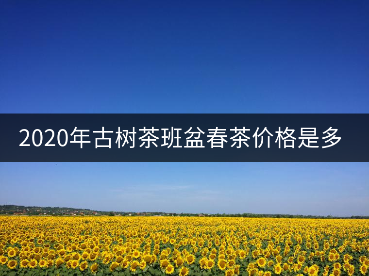 2020年古樹茶班盆春茶價(jià)格是多少？