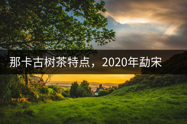 那卡古樹茶特點(diǎn)，2020年勐宋茶區(qū)保塘普洱茶口感