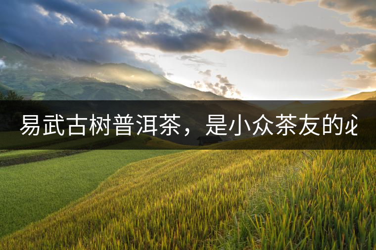 易武古樹普洱茶，是小眾茶友的必選？