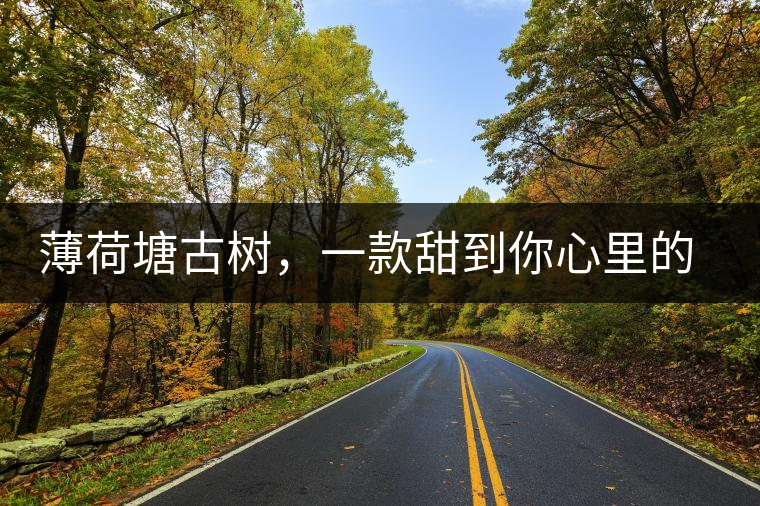 薄荷塘古樹，一款甜到你心里的普洱茶