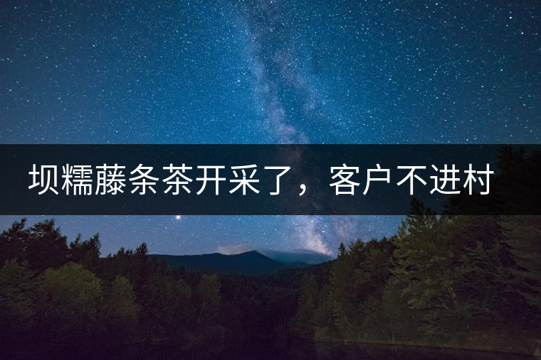 壩糯藤條茶開采了，客戶不進(jìn)村，村民怎么賣茶？