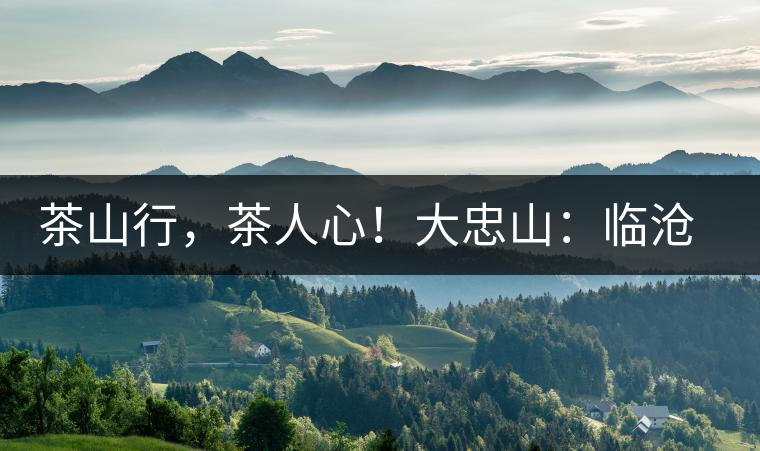 茶山行，茶人心！大忠山：臨滄之龍，雪山之熊