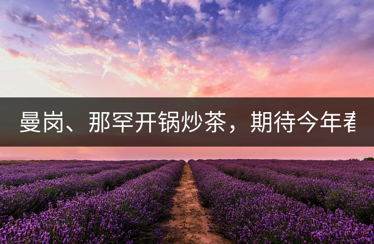 曼崗、那罕開鍋炒茶，期待今年春茶！