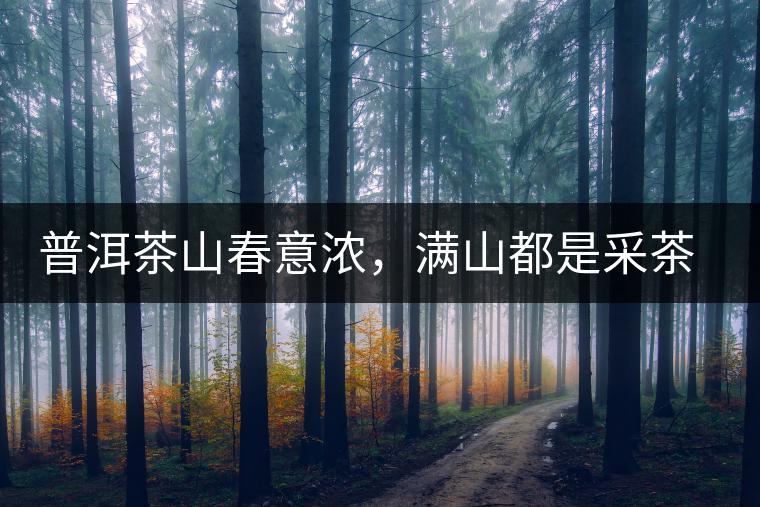 普洱茶山春意濃，滿山都是采茶人