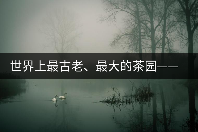 世界上最古老、最大的茶園——芒景