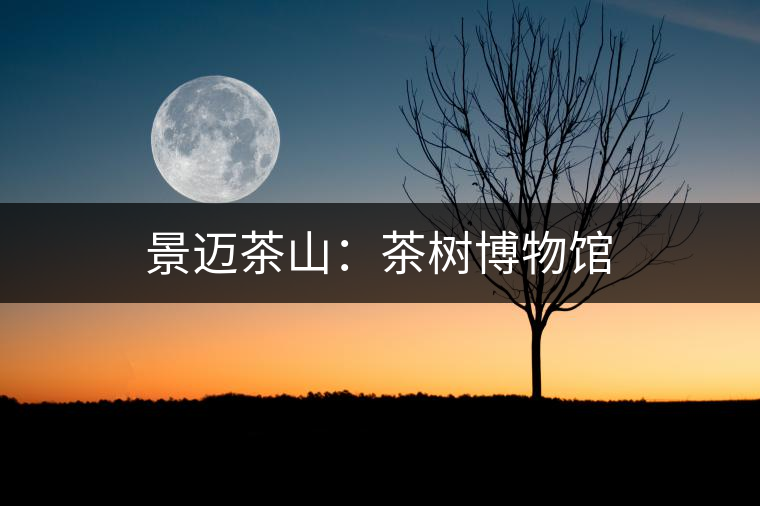 景邁茶山:茶樹博物館 景邁茶山:茶樹博物館