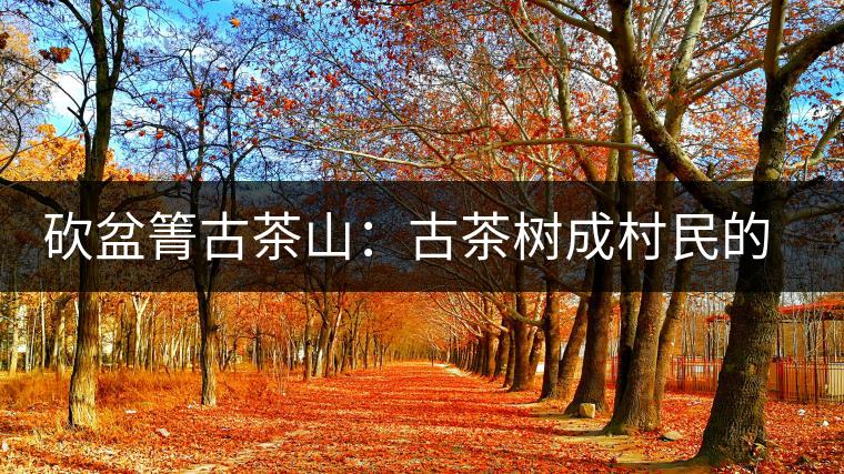 砍盆箐古茶山：古茶樹(shù)成村民的搖錢(qián)樹(shù)