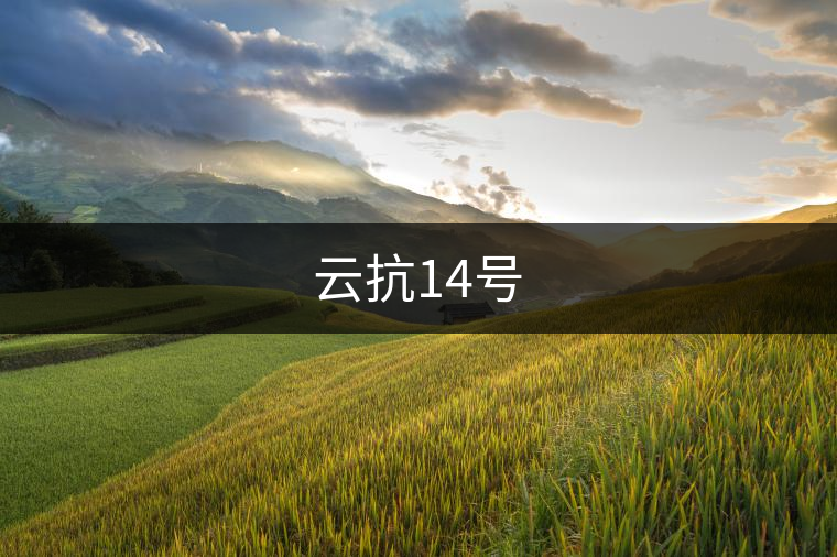 云抗14號(hào)