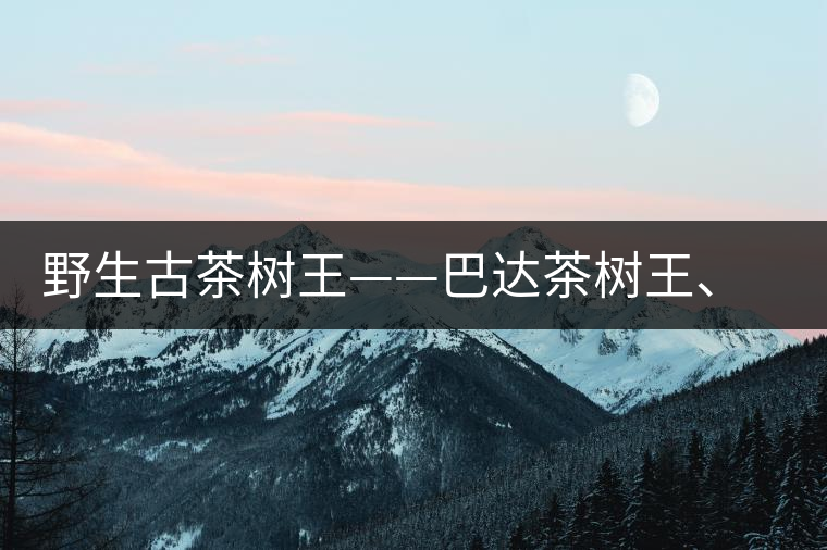 野生古茶樹(shù)王——巴達(dá)茶樹(shù)王、千家寨茶樹(shù)王及錦繡茶祖