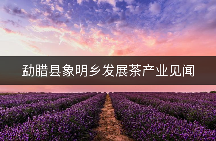 勐臘縣象明鄉(xiāng)發(fā)展茶產業(yè)見聞
