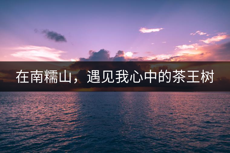 在南糯山，遇見我心中的茶王樹