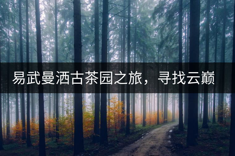 易武曼灑古茶園之旅,尋找云巔上的好茶 易武曼灑古茶園之旅,尋找云巔上的好茶